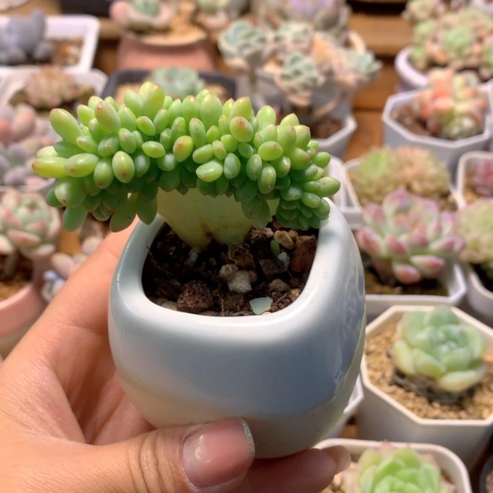 精控香格里拉缀化多肉