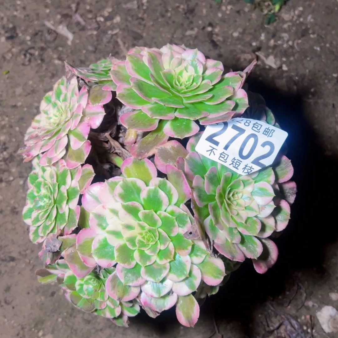 霁月多肉植物2702法师