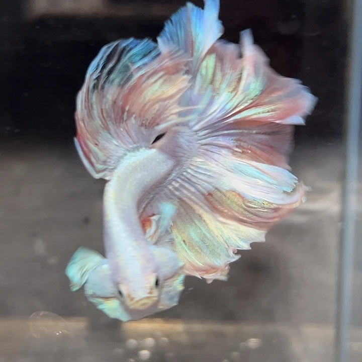 斗鱼42号打折清鱼金粉大花瓣