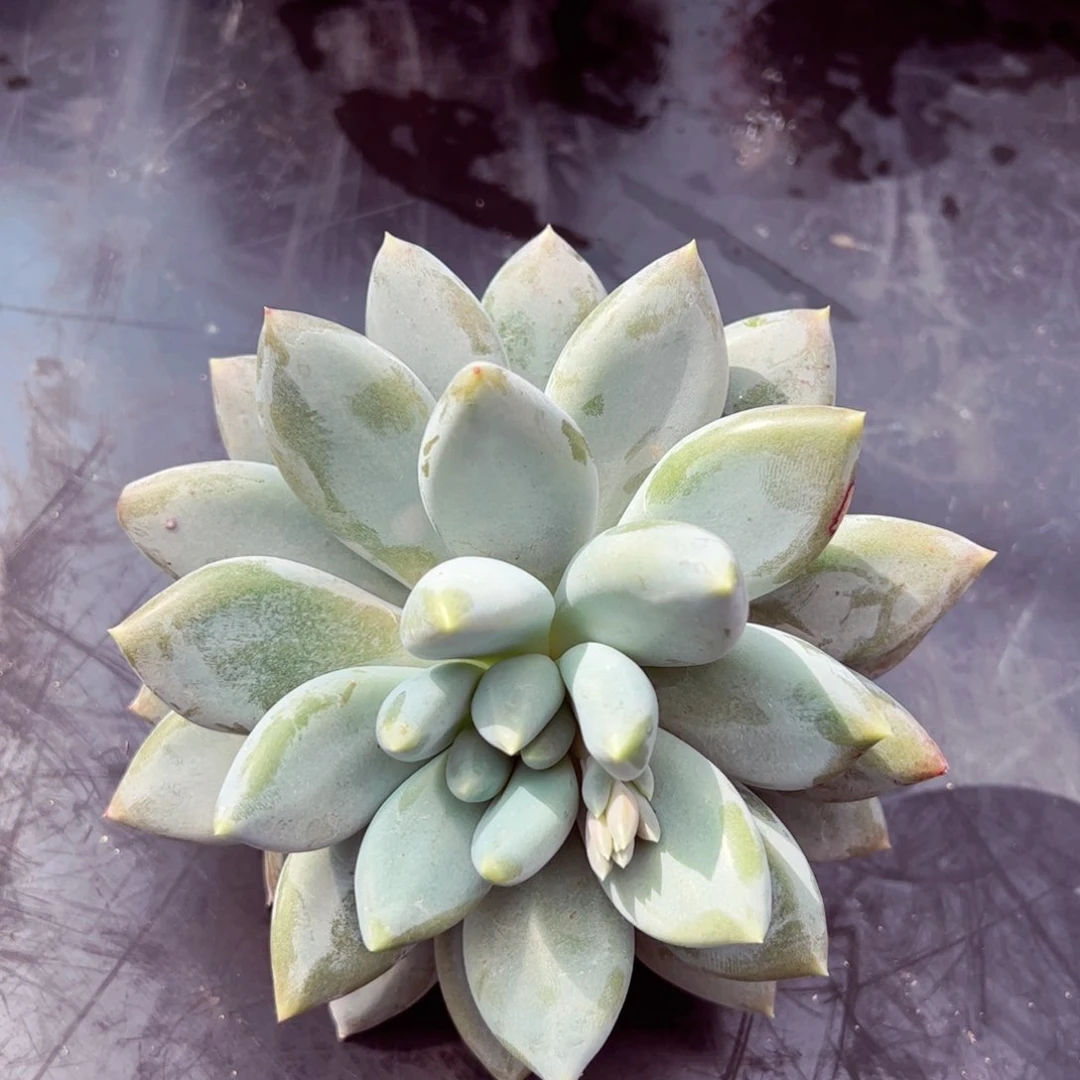 哥特大单头寄养的