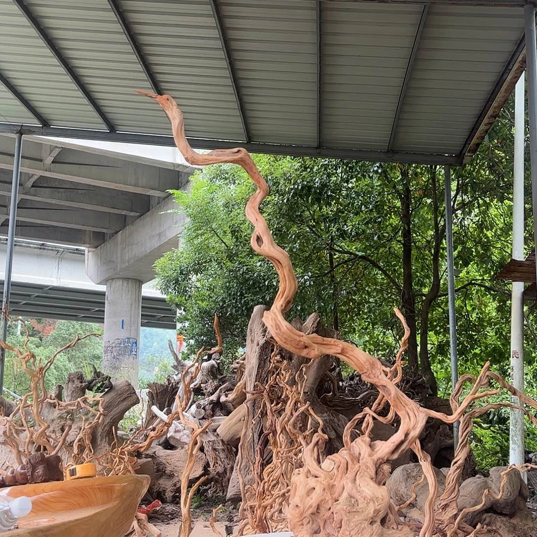香榧木我在这里等着你来