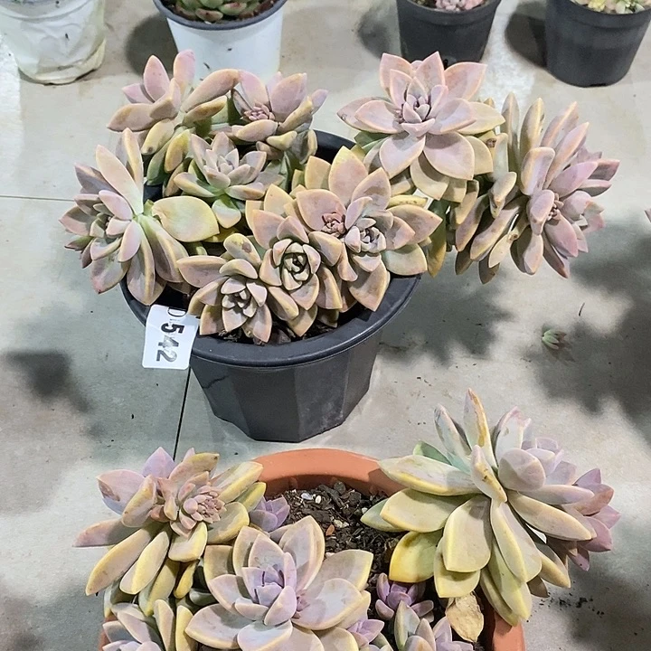 薄***冰542紫雾多肉植物多肉