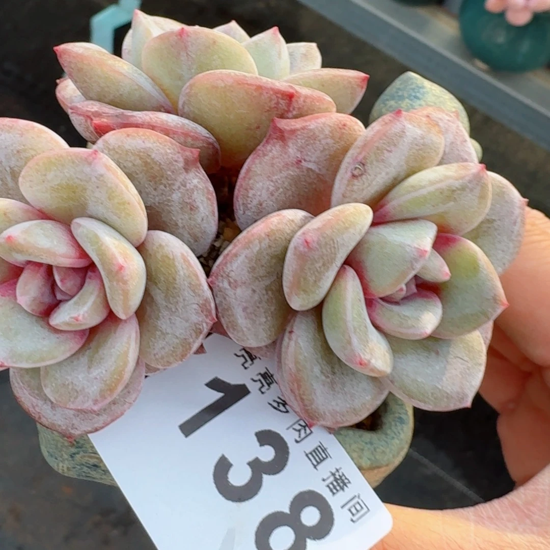 德国香槟      愿你一路坦途，乘风破浪展宏图