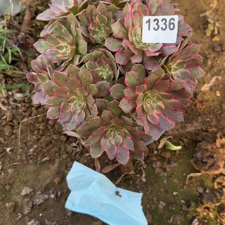 1336莲花清棚处理不包断枝