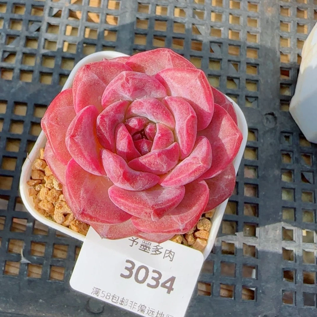 琥珀，3034多肉植物