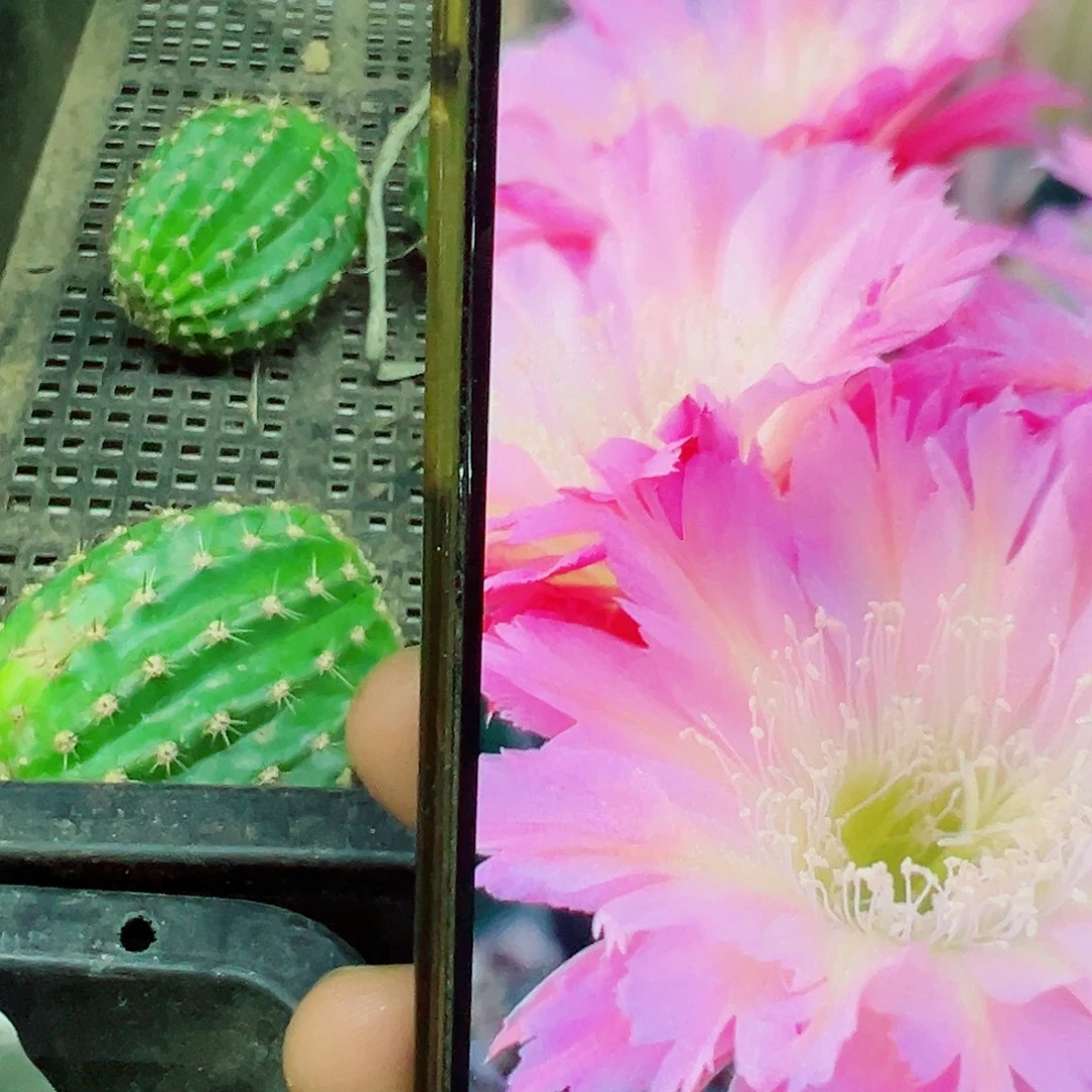 毛花柱 紫微星 侧芽 满20米包邮