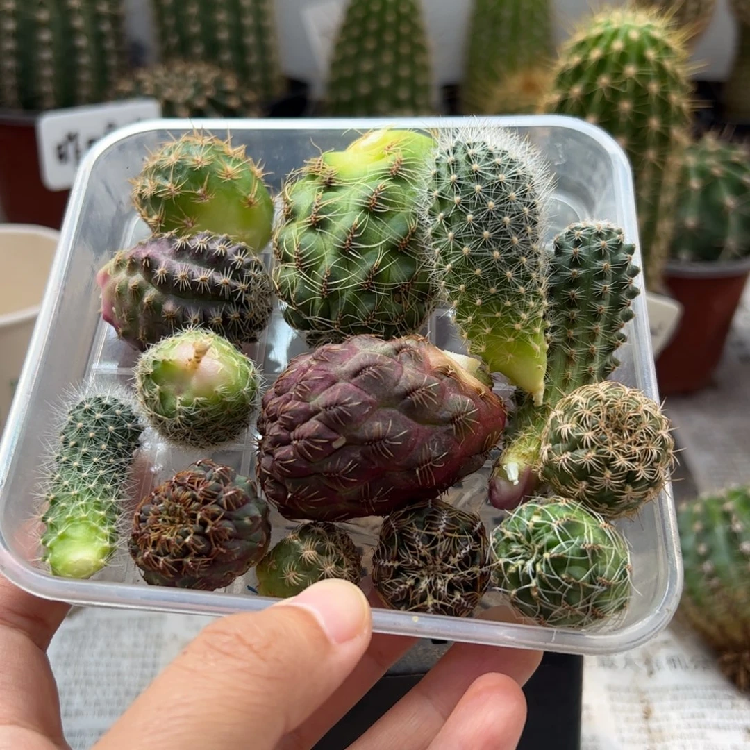 沟宝12个无根侧芽