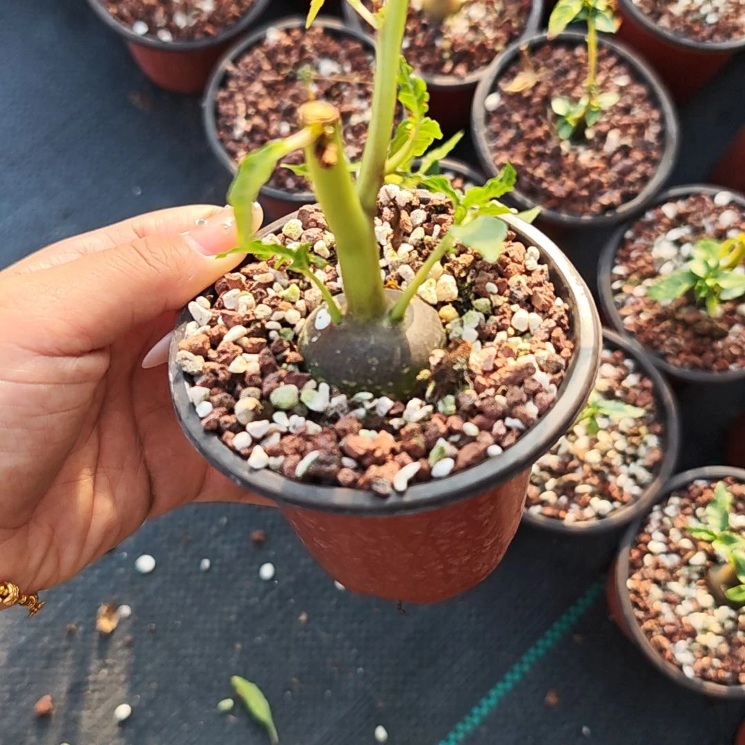 多肉植物飞碟刘桑实生