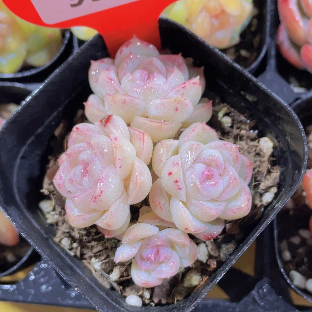 992号 月白珍妮多头群一颗