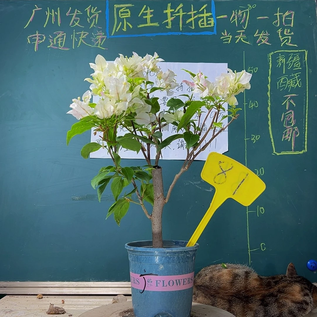 当前无花栽培后可以开花 广红樱 粗杆  81