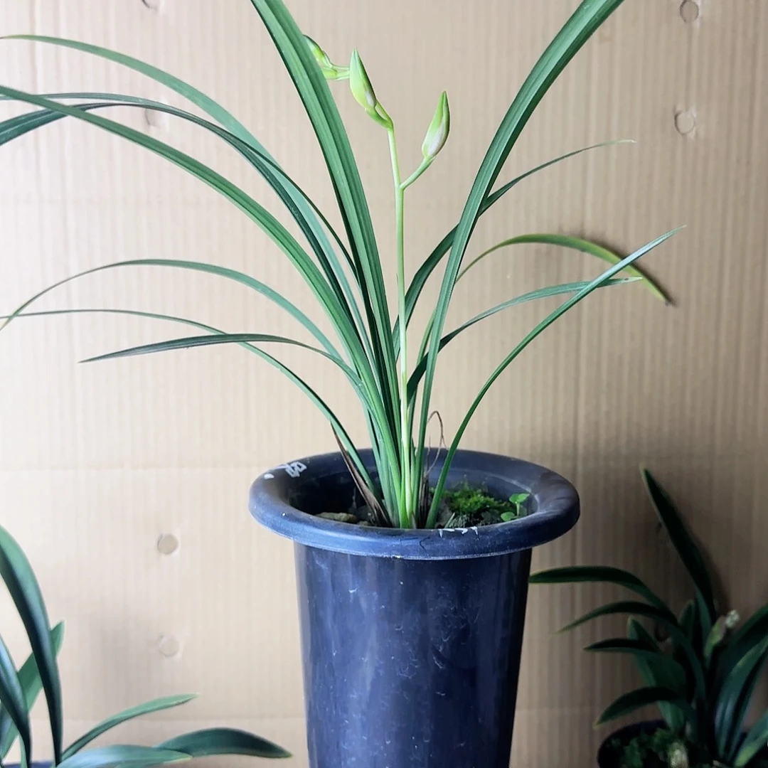 完全开放建兰吹吹蝶