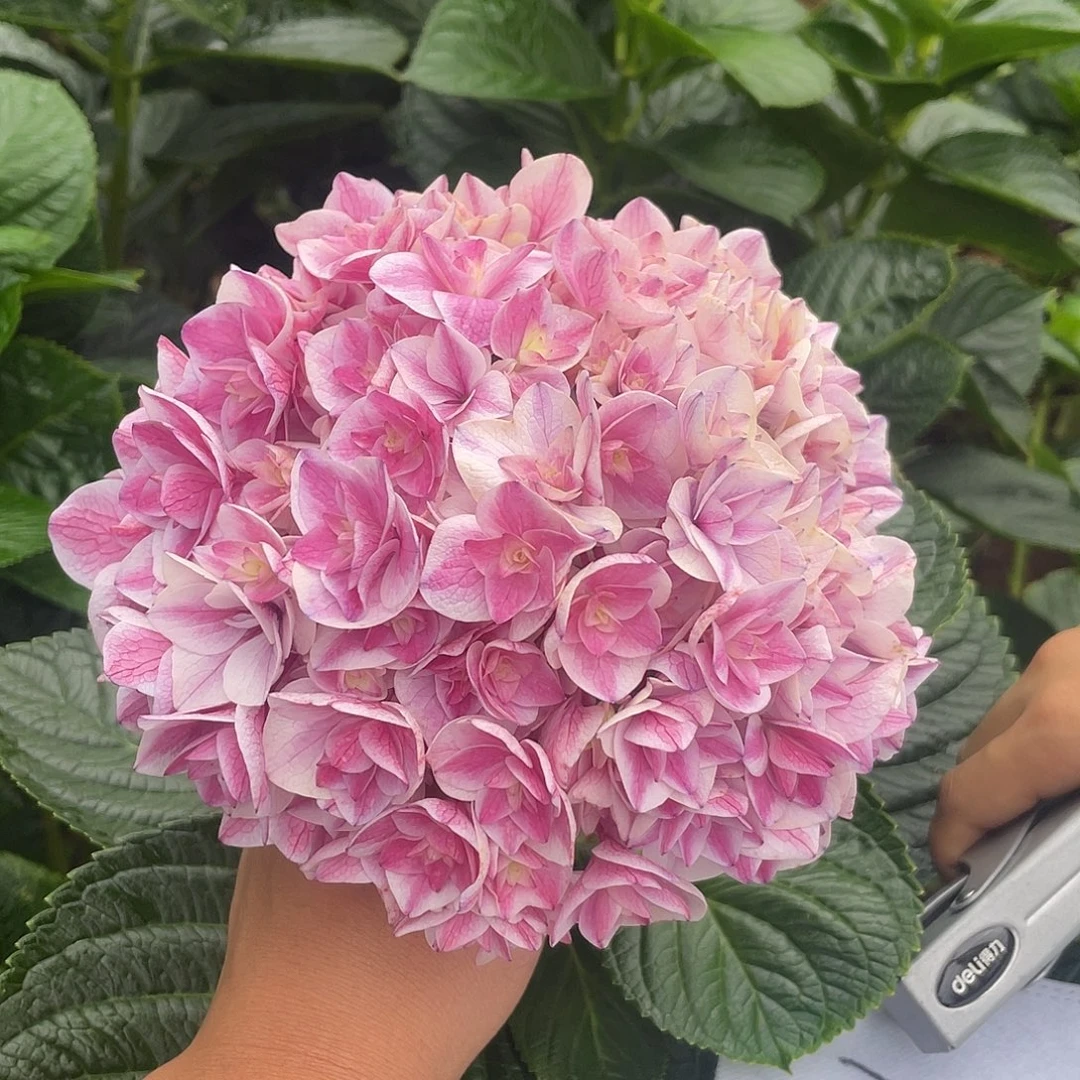 绣球切花一物一拍3枝起包邮，106