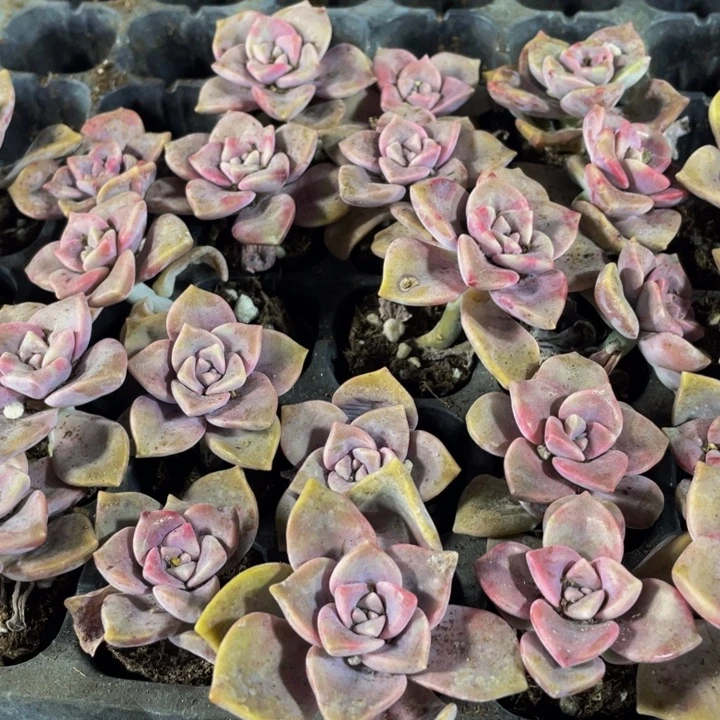 小紫乐1元带土发货