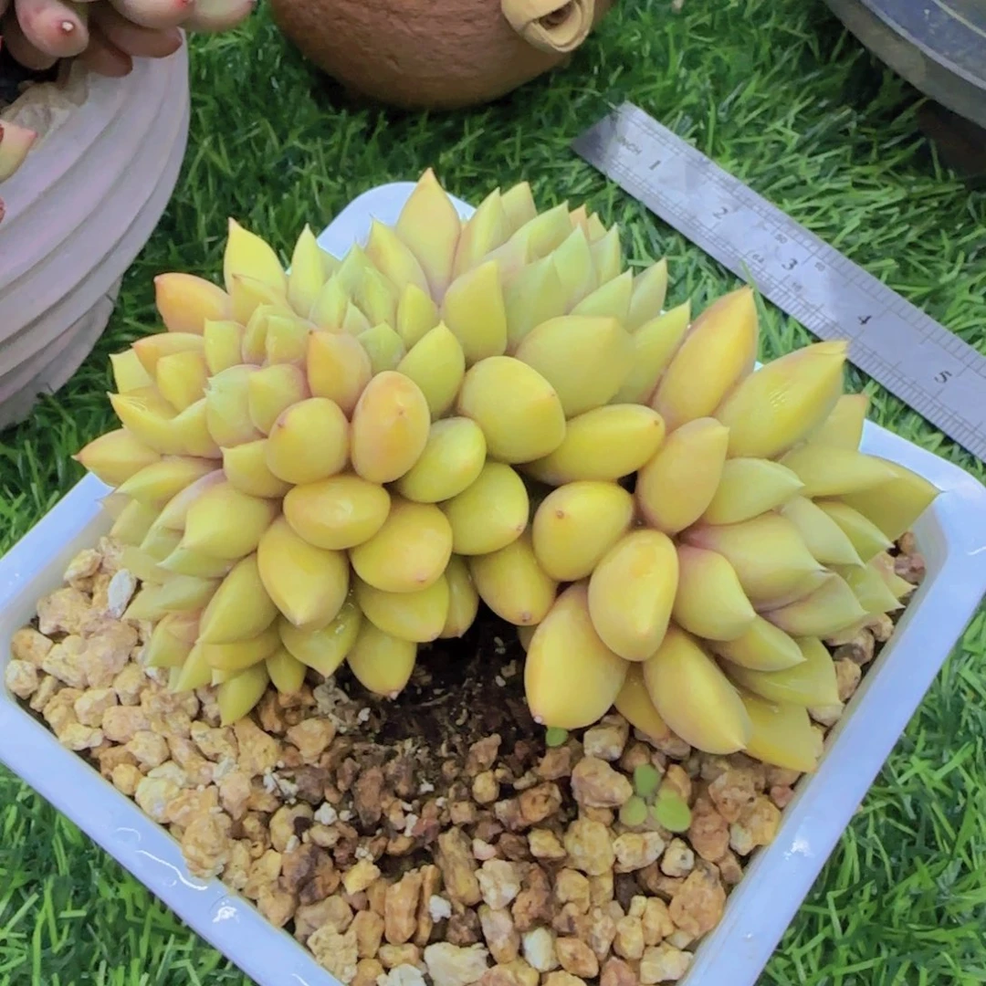 唐*多肉植物多肉植物