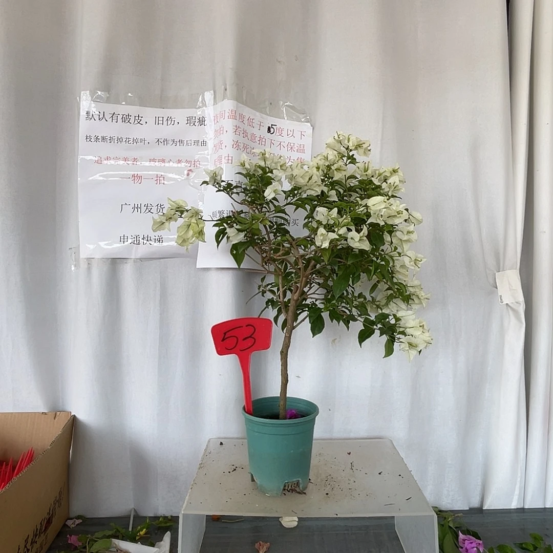 当前无花栽培后可以开花53白雪公主