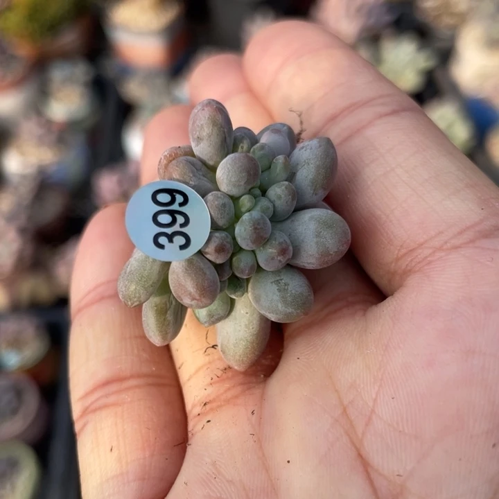 月****仙子奶酪多肉植物