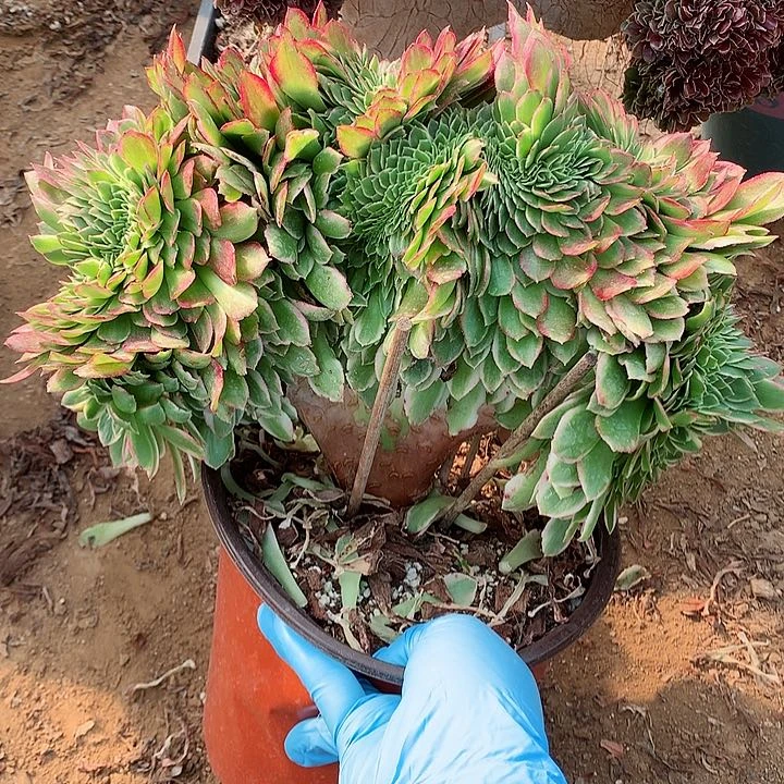 海洋缀脱土发货啊