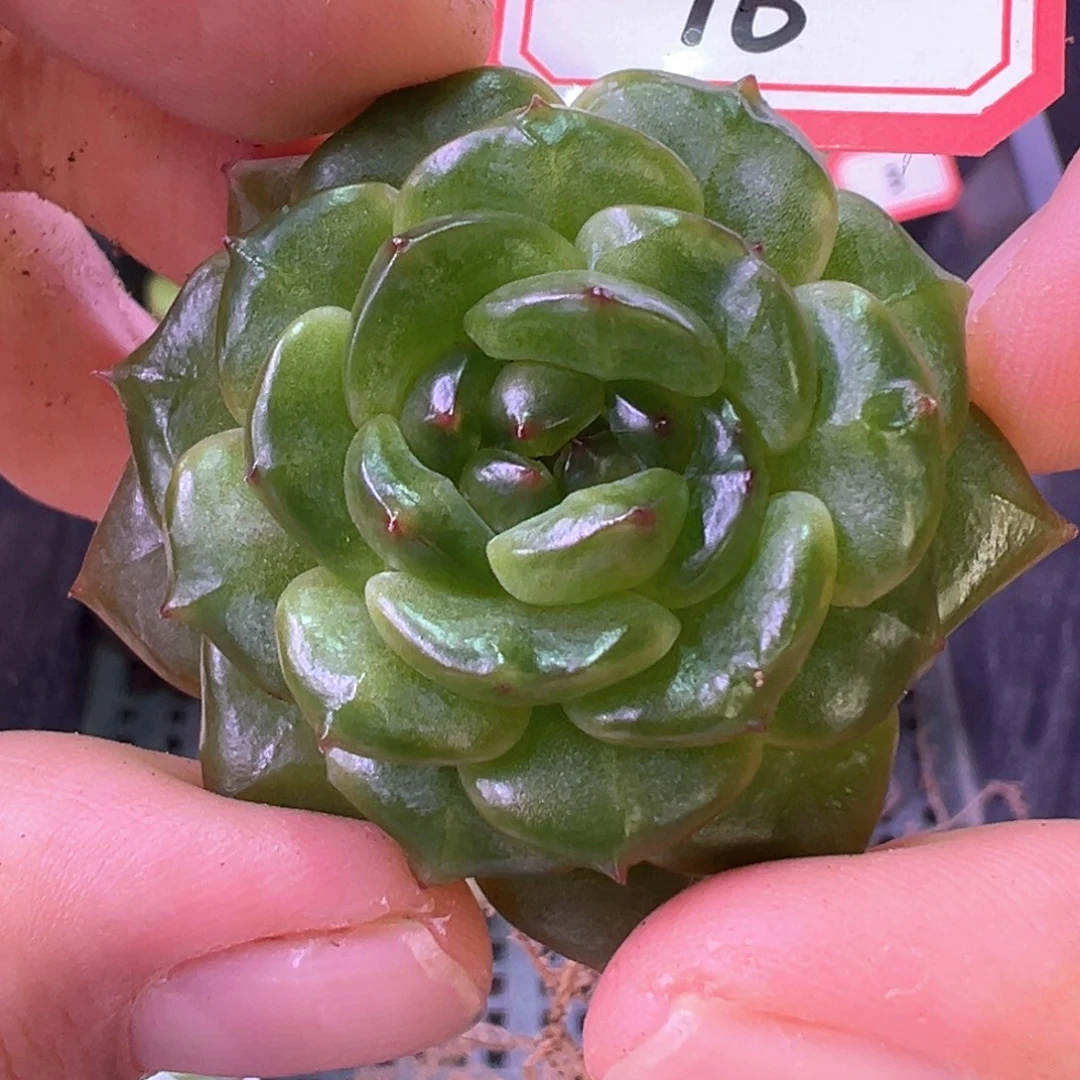 16号无名氏晗雨多肉植物