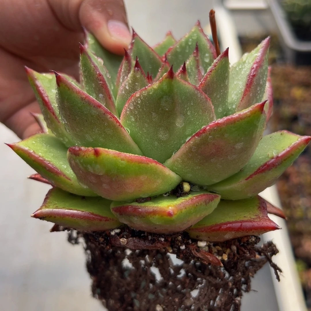 多肉一物一拍0625-27