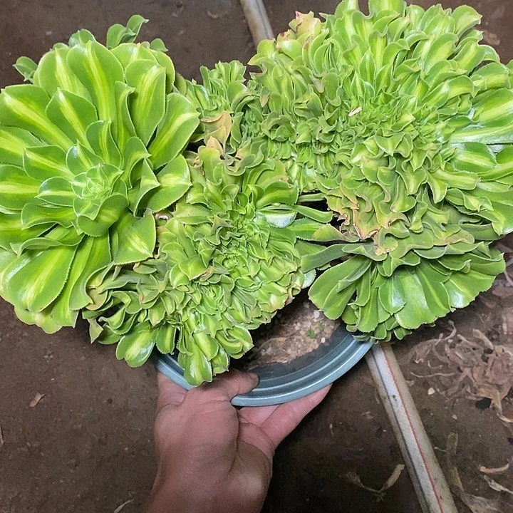 多肉植物保护研究所
