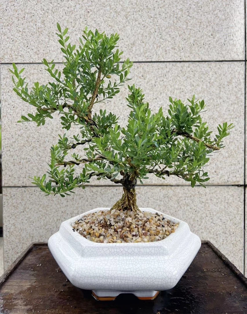 盆景黄杨造型庭院阳台桌面楼顶景观园艺叶等室内茶几好养易活植物