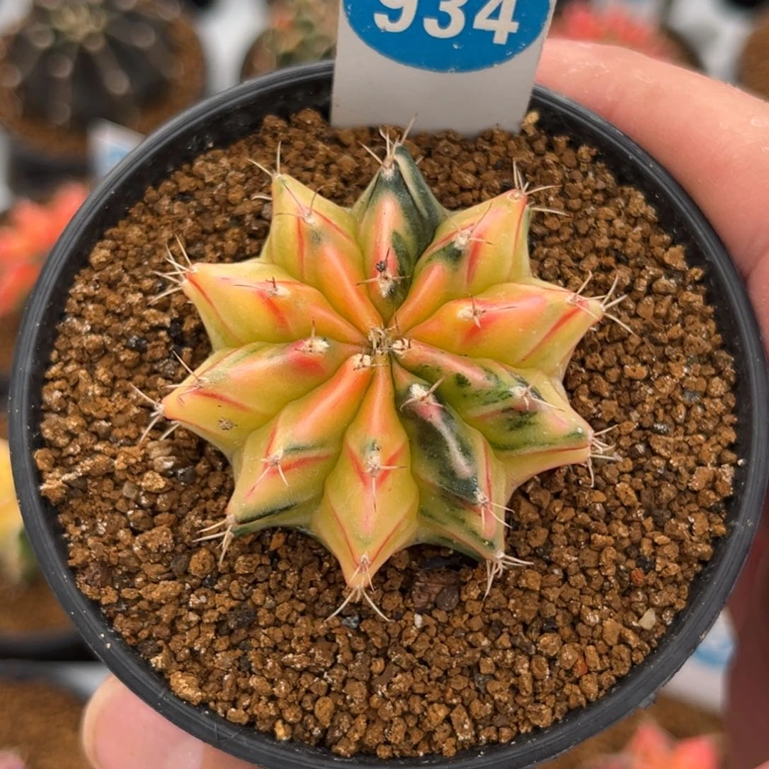 934实生米哈锦带盆带土