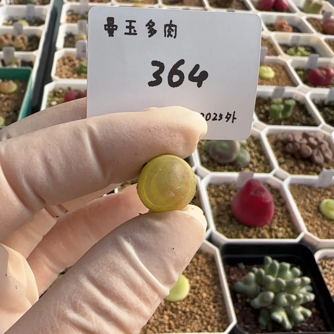 黄***腿多肉多肉多肉2025-364黄金大鸡腿