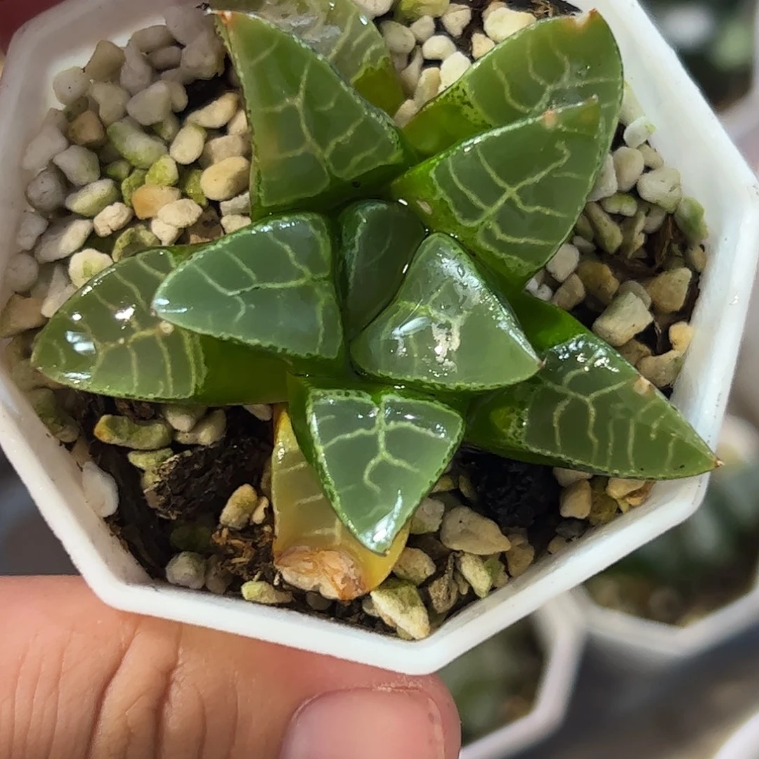 流纹云窗克十二卷多肉植物