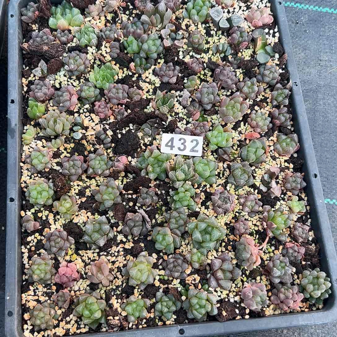 脱土发货十二卷多肉植物满