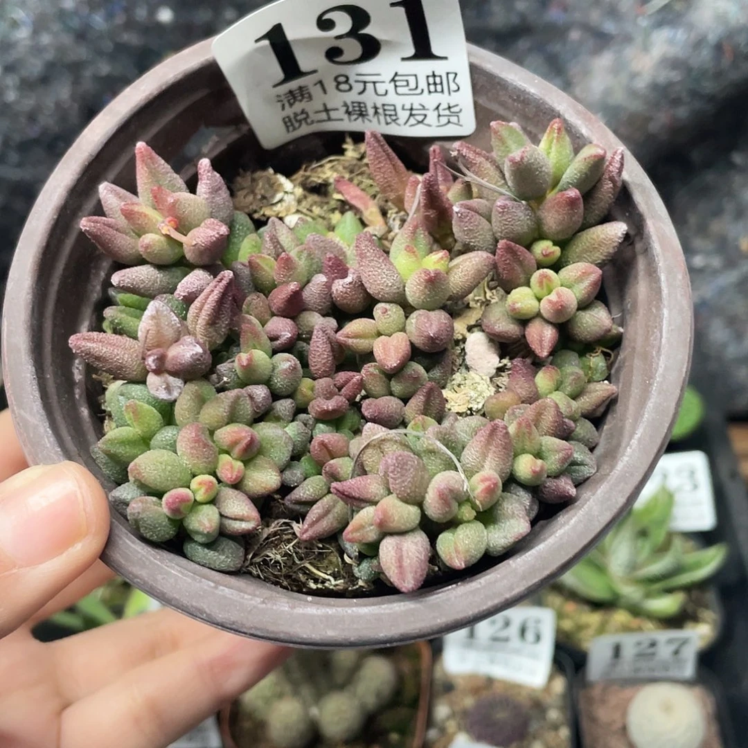 131小红嘴水泡（满18元包邮）