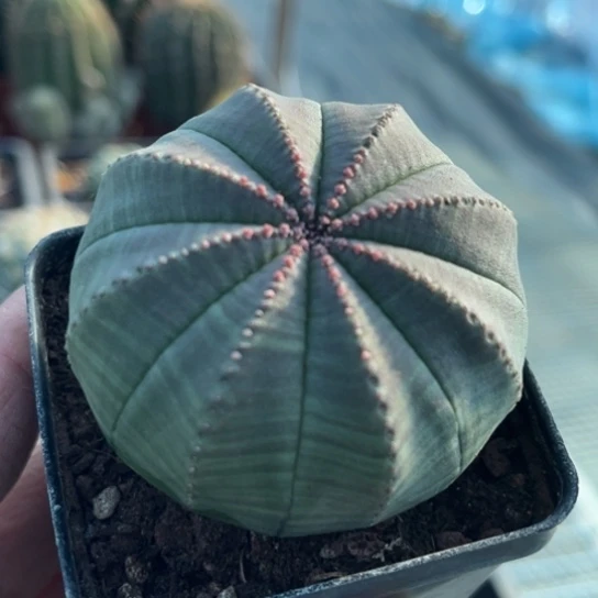 当前无花栽培后可以开花实生欧布