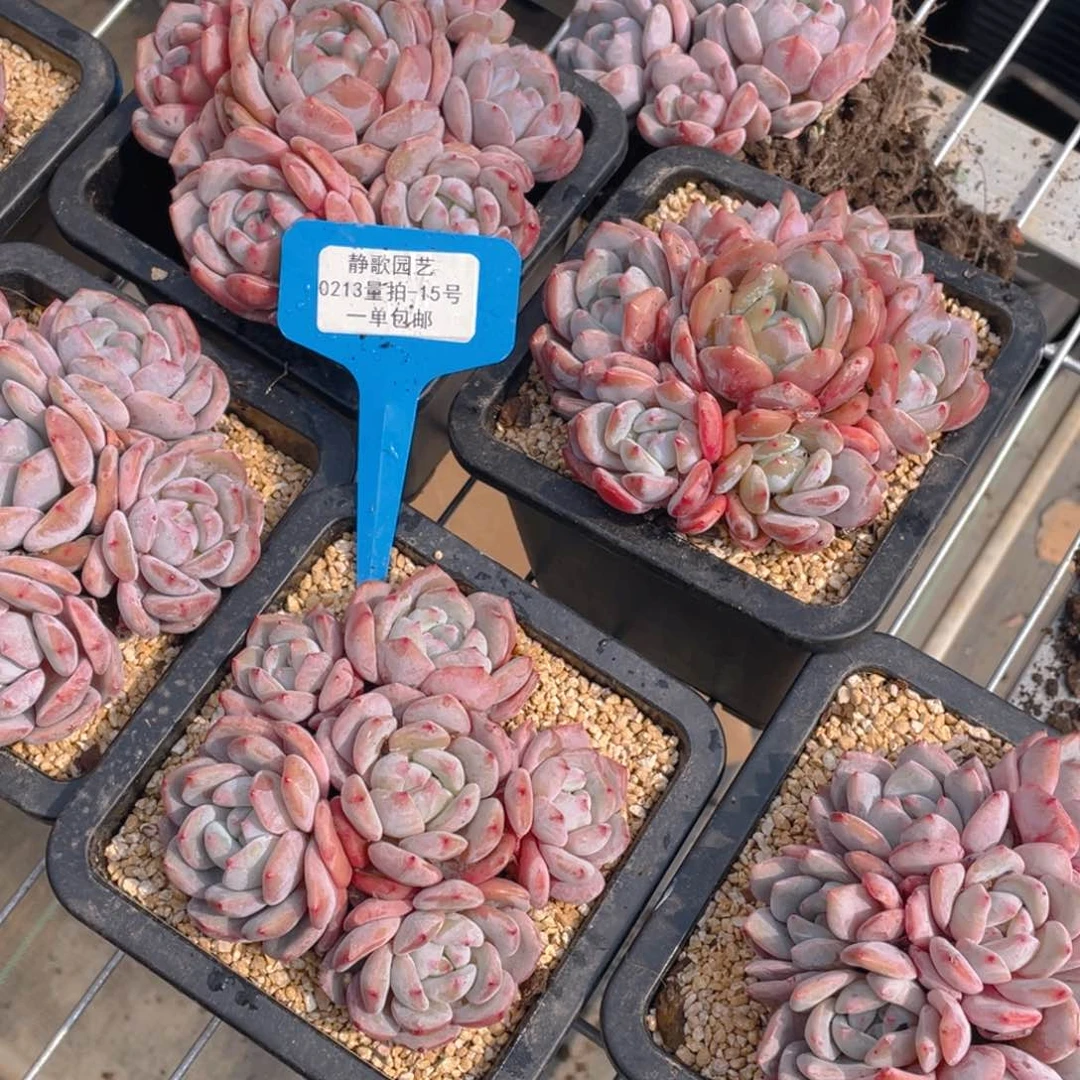 0213-15-六头完美手捧韩版梦露一颗