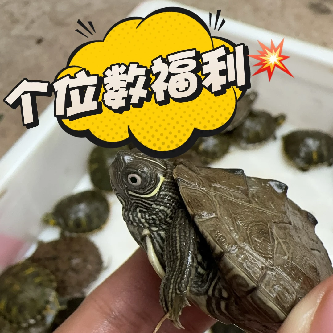 【直播福利专用】个位数龟下单，包路损不包售后，乱拍发龟粮