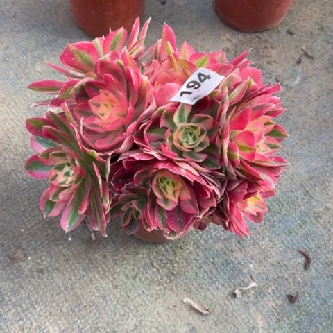 194粉女巫朵朵duo rou