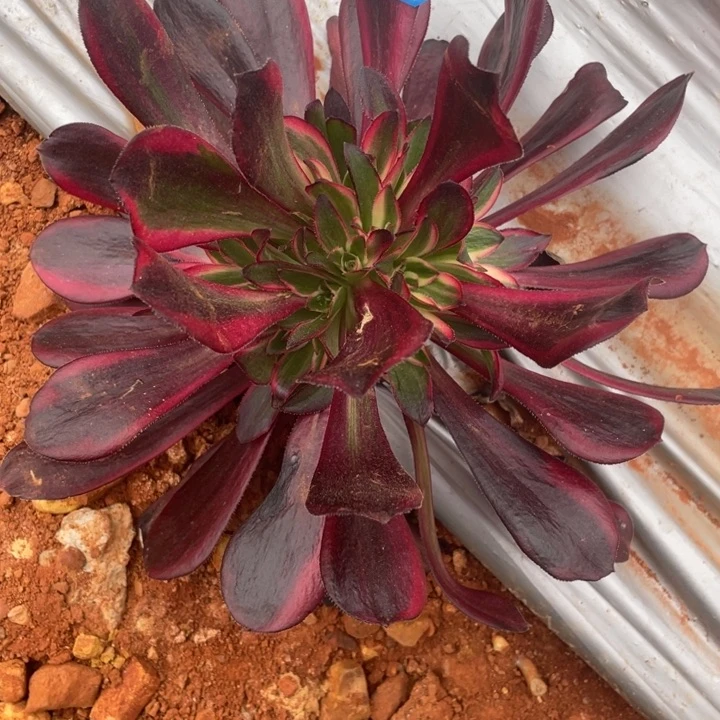 红陶26摘心丽娜法师锦锦锦