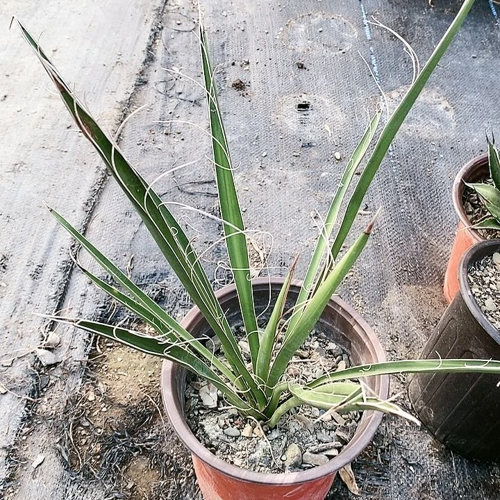 【闪购商品】无花朵香蕉丝兰