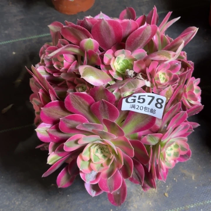 瑞妈一物一拍578