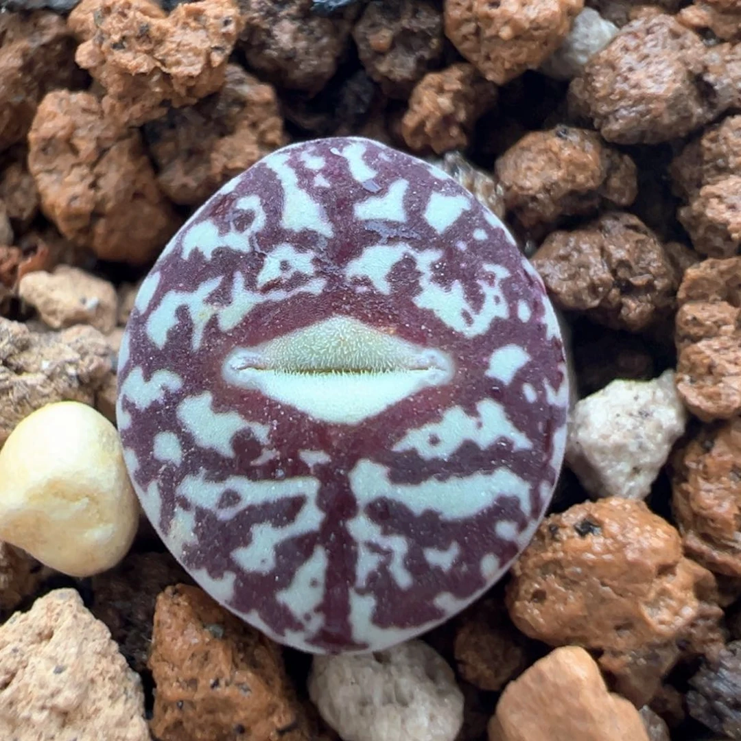 39多肉植物百科知识