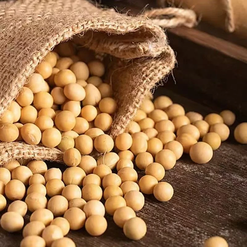 【一级货】东北黄豆 打豆将专用豆子非转基因新打大豆农家土黄豆