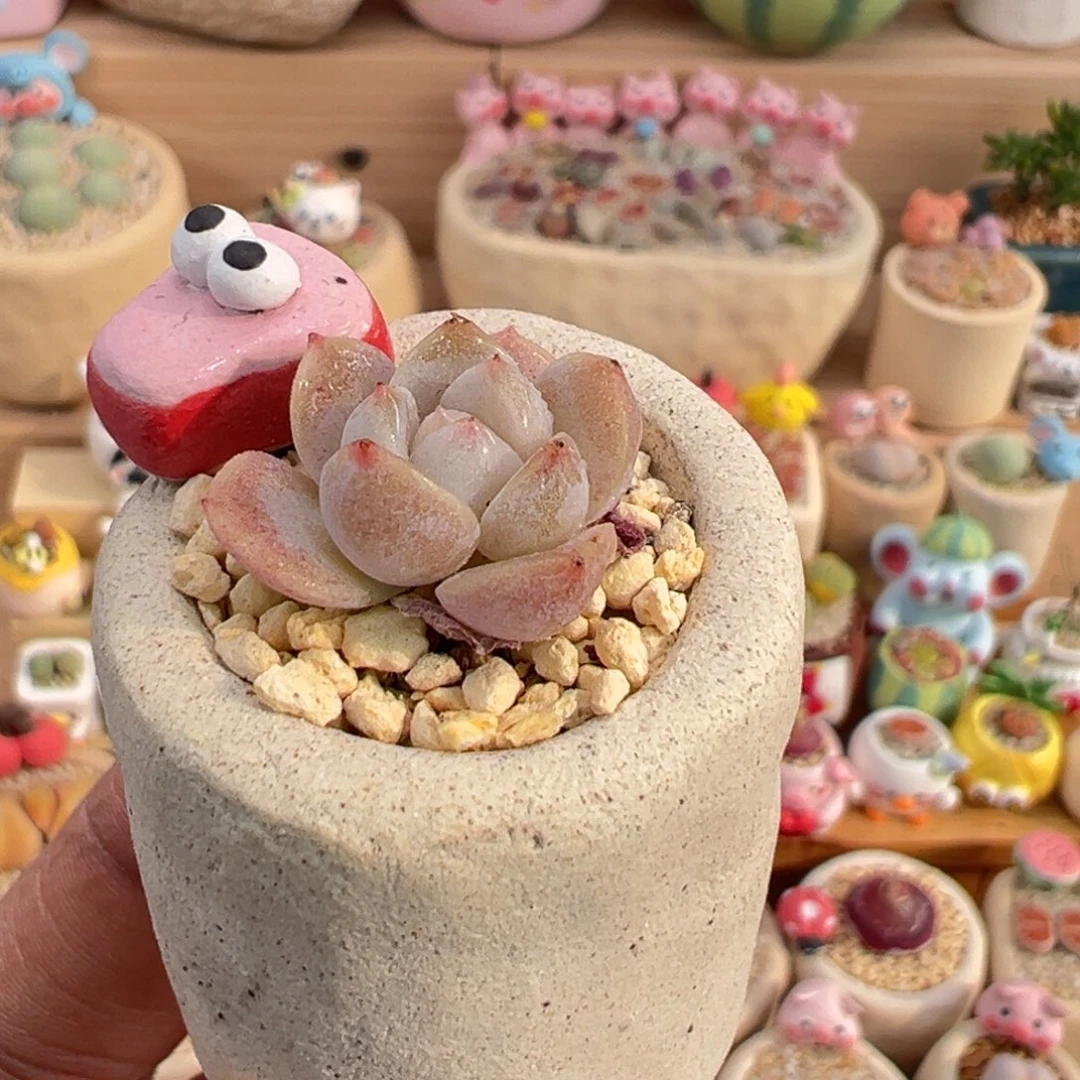 多肉植物14号景天带盆