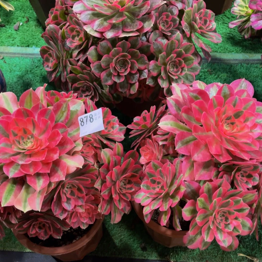 多肉女巫000000878