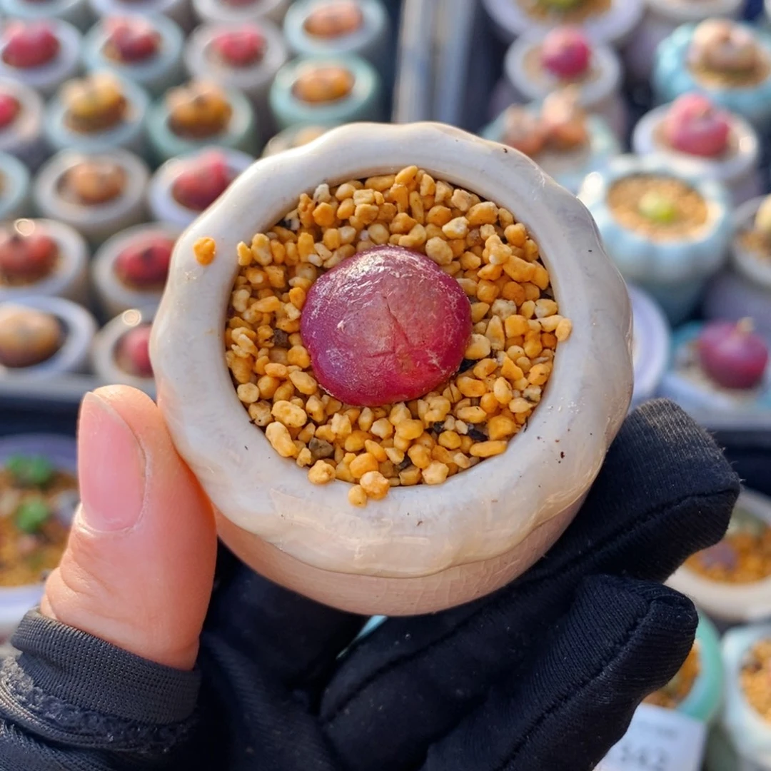 5379--一物一拍 带盆