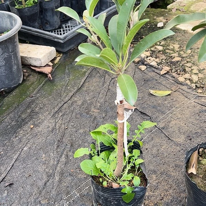 陈*明1234455555555555