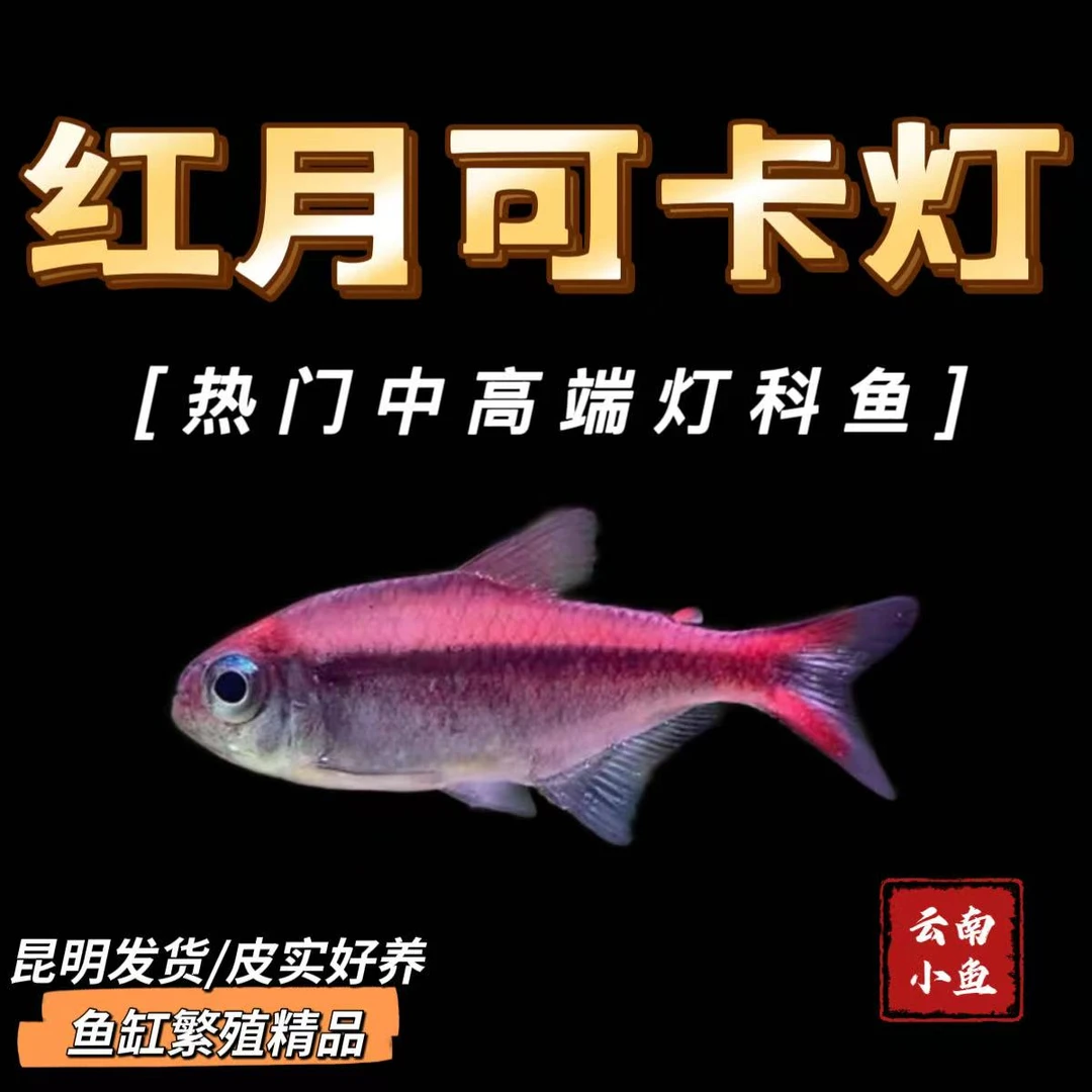 鱼缸繁殖精品红月可卡灯科热带观赏鱼群游小型淡水活体发货