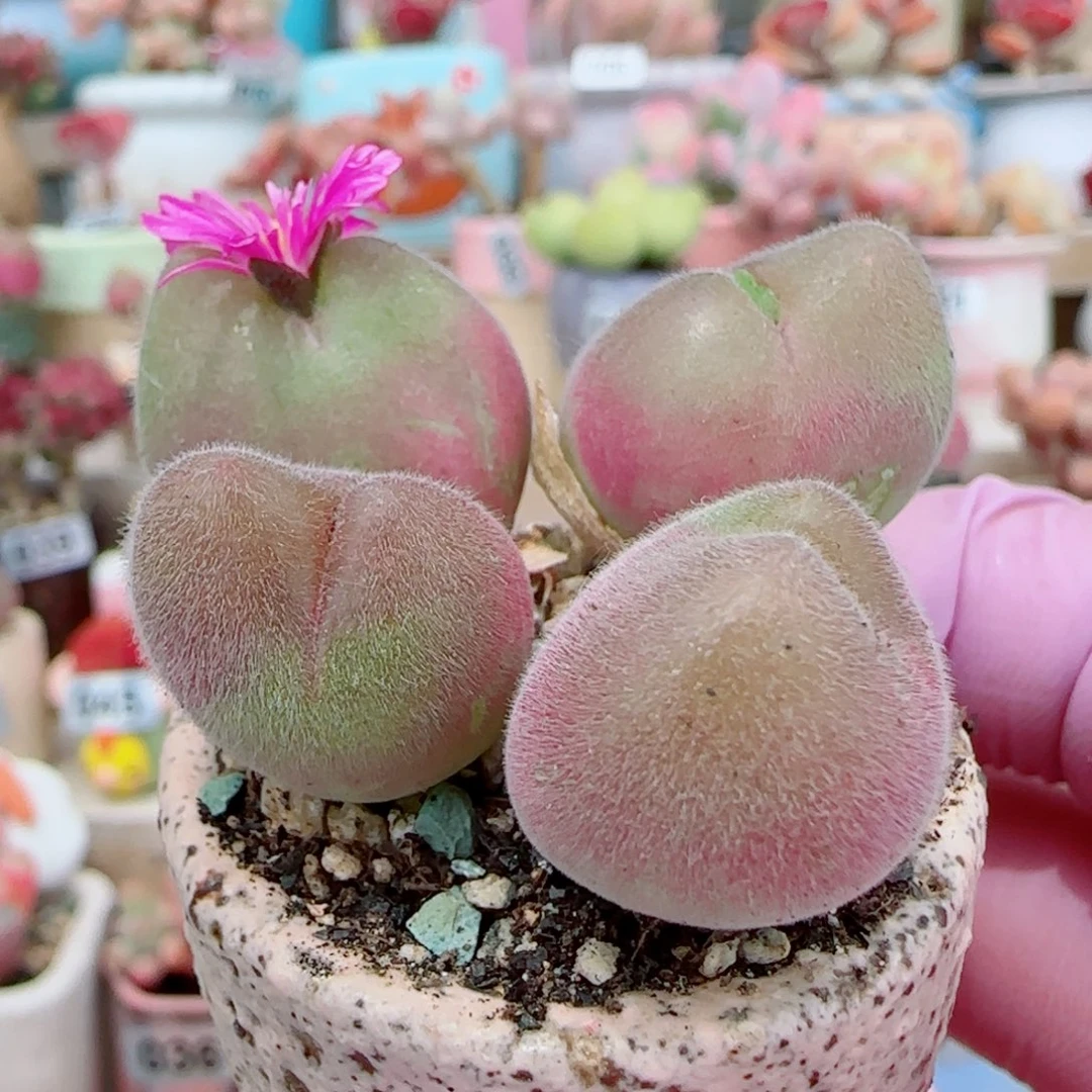 开花毛翠 盆口3.5cm