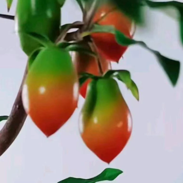 老鸭柿~盆景-老桩