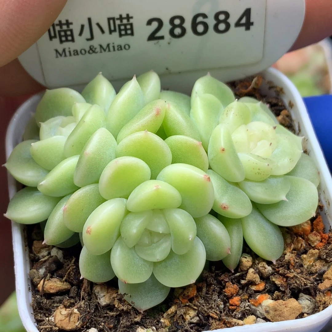 卡***伊多肉植物杂交珍妮