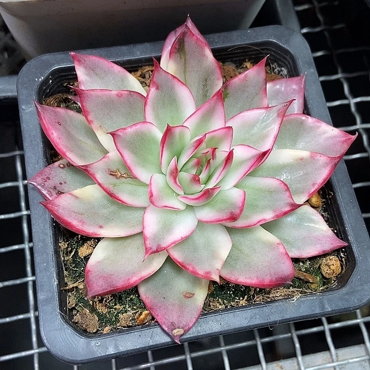 吉赛尔锦多肉植物