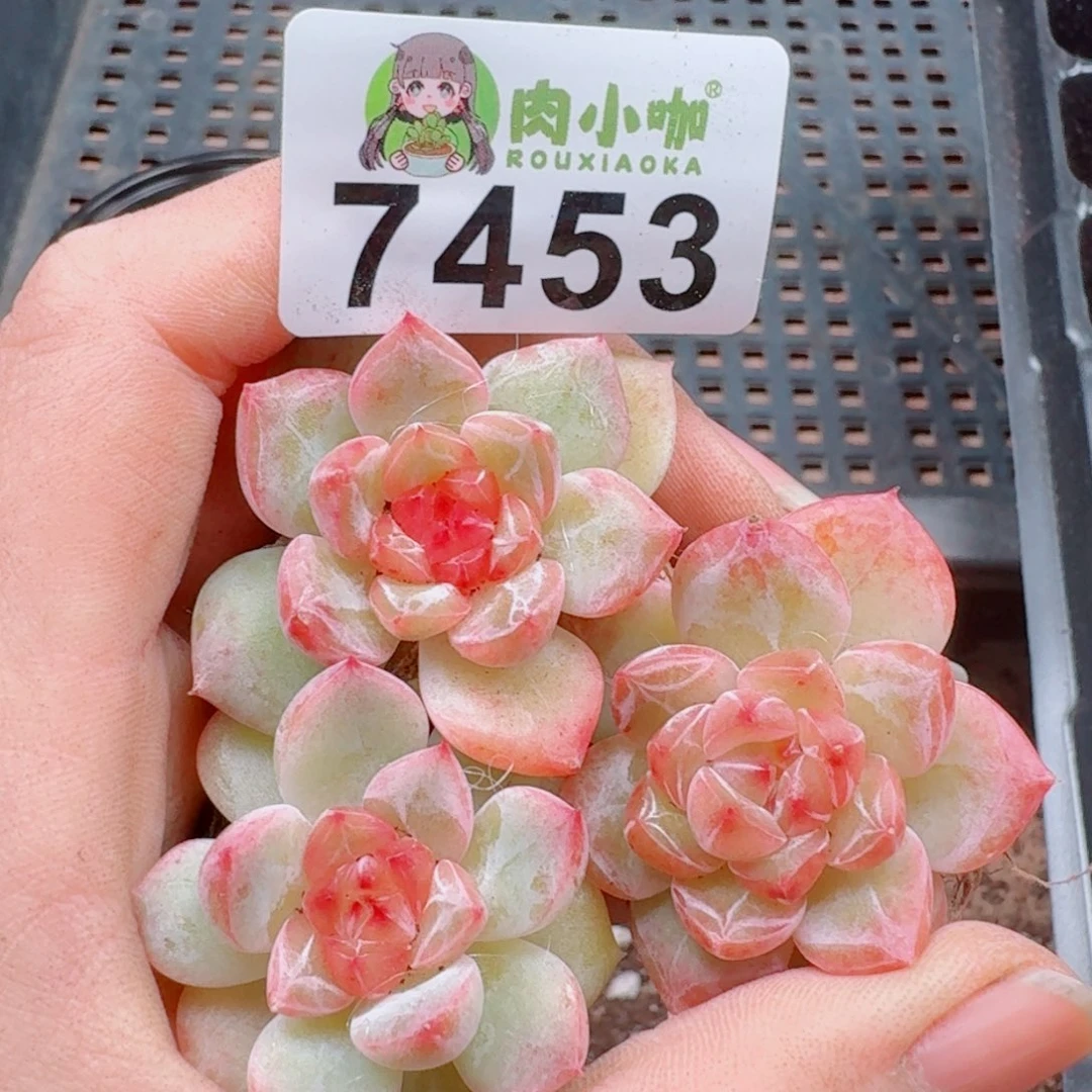 多肉植物多肉植物