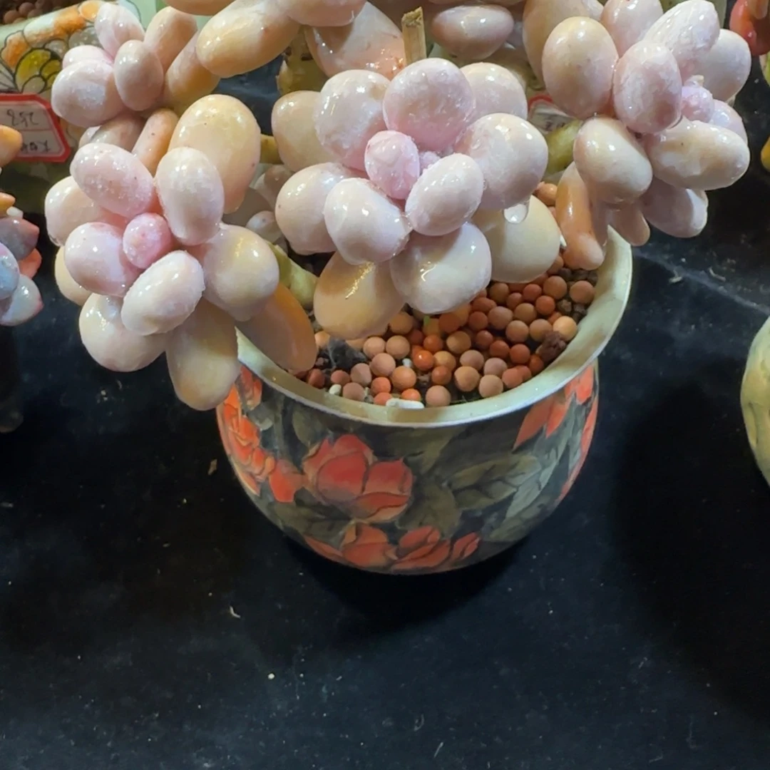 韩版奶酪小树一颗一颗